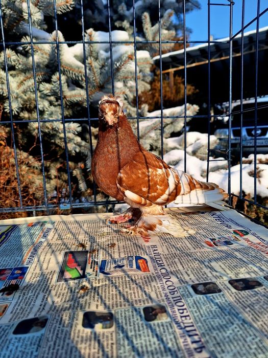 Продам голубку капканку