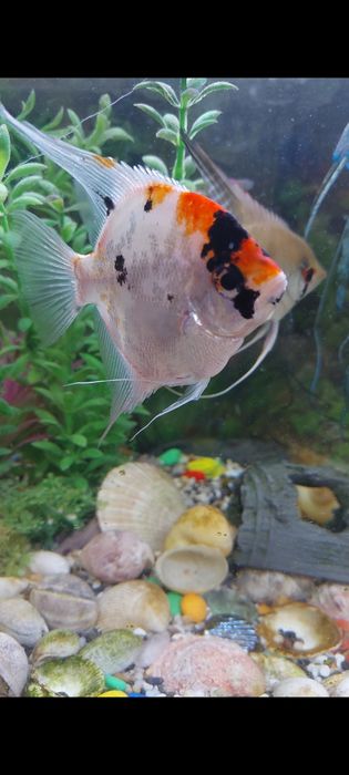 Продам аквариум с рыбами