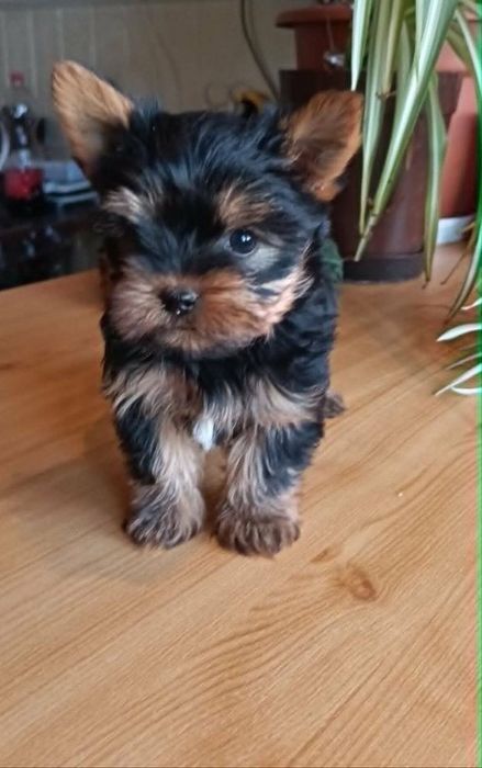 Yorkshire terrier, 3 vaccinuri