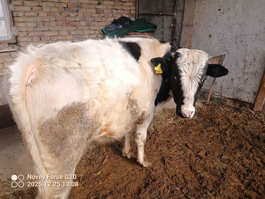 Chorniy pyoster buqa