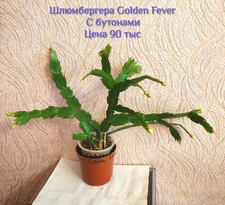 Шлюмбергера (декабрист) С БУТОНАМИ, сорт Golden Fever.