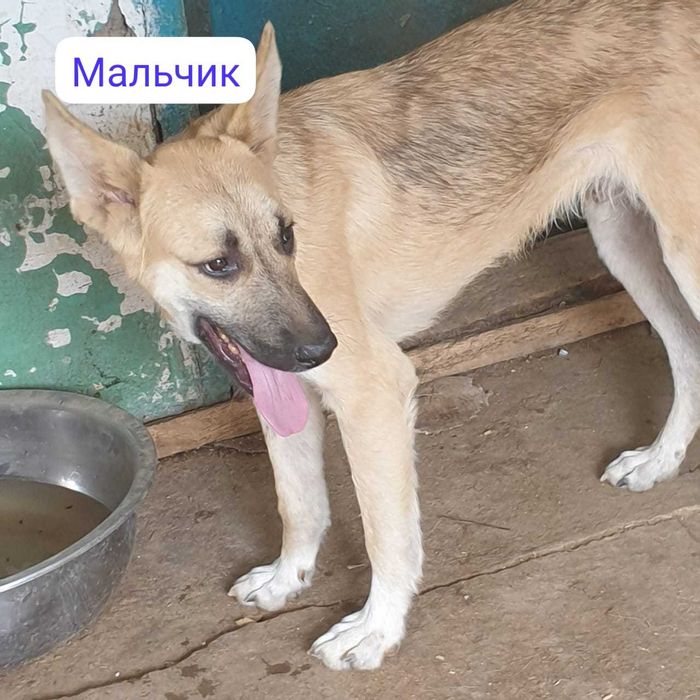 Отдам в добрые руки собак