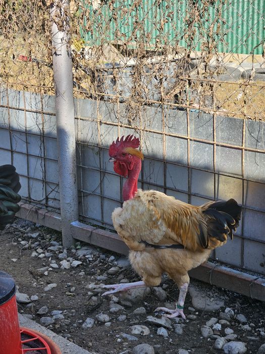 Cocoși gît golaș de Transilvania