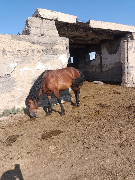 Продам Құнан, далада күйі жақсы