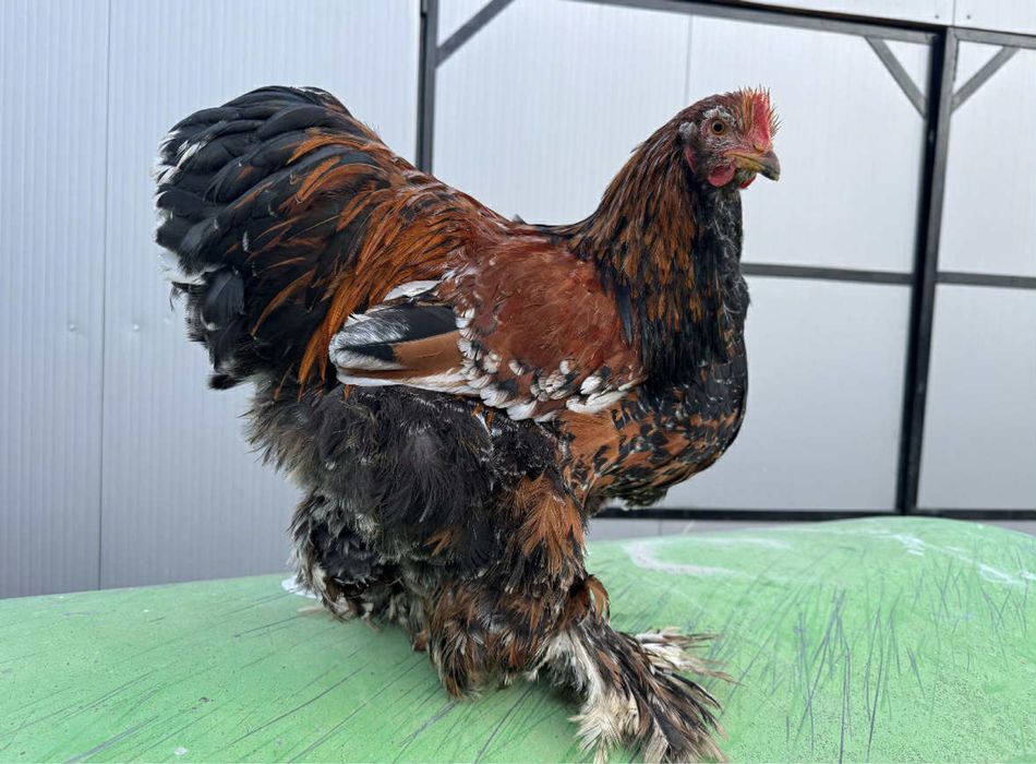 Cocos si gaina cochinghiba portelan