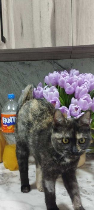 Биба и Боба Сноу шу  ,  Сара скоттиш страйт