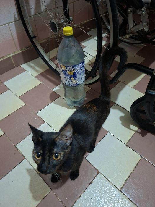 Dau pisicuta in adoptie