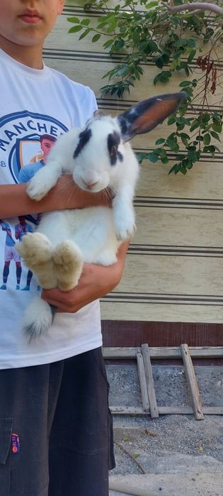 2ta quyon kattasi