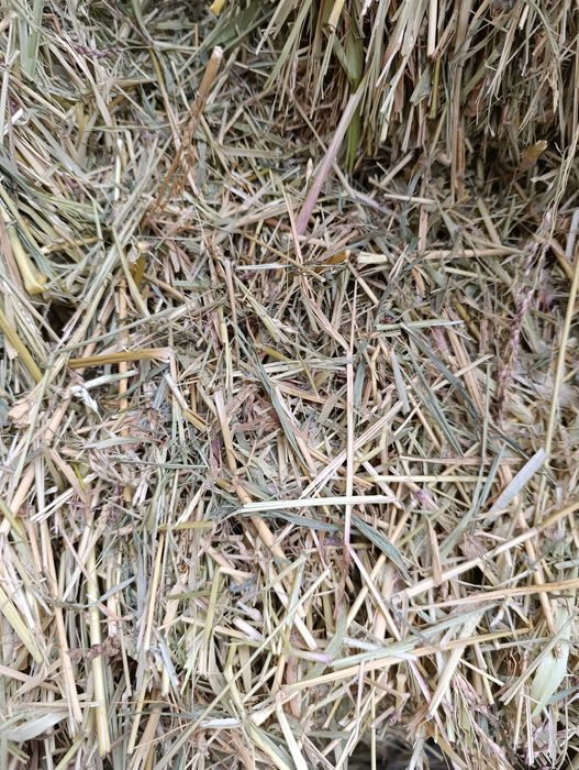 Суданская трава.