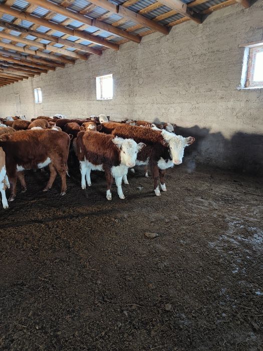 Ақбас подсостар сатылады. Ұрғашы.