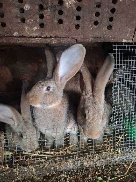 Iepuri uriaș german și berbec german