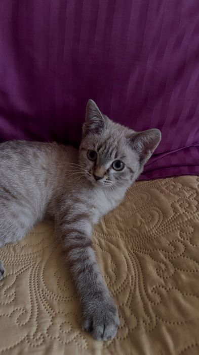 Шотландский котенок