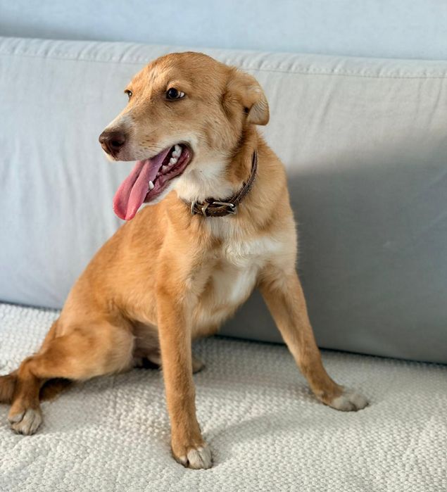 Отдам в добрые руки