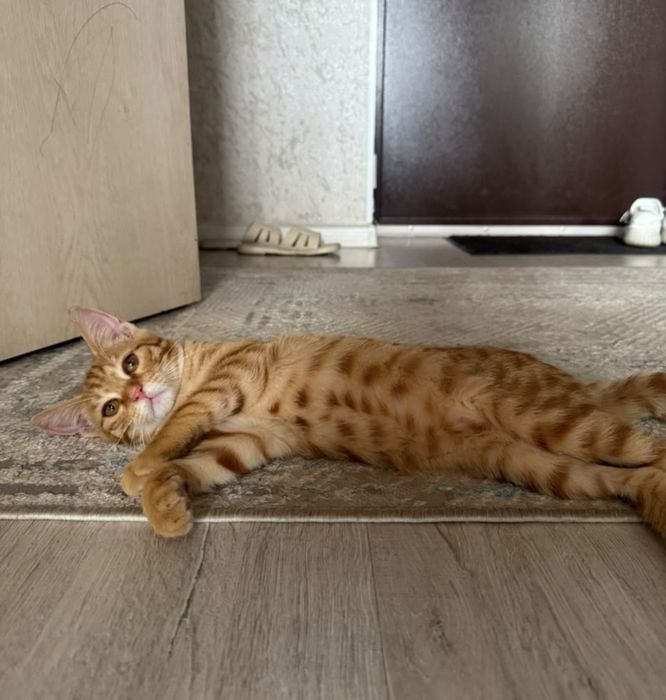 Ищет дом котёнок, девочка, 3 мес.