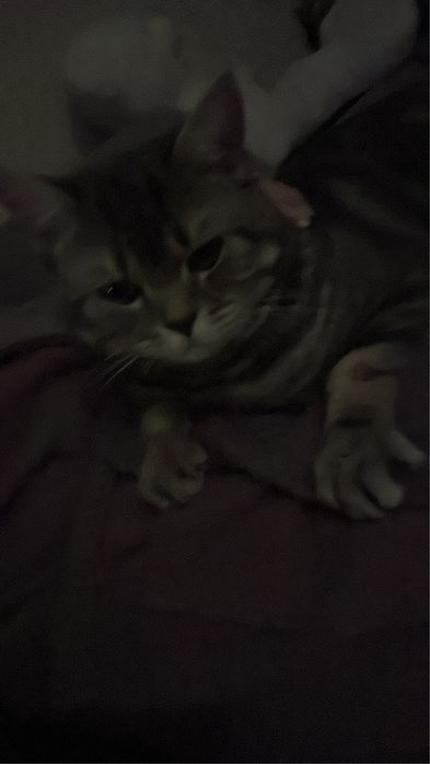 Вязка мраморный кот