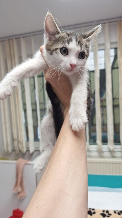 Adopție pui pisoi două luni