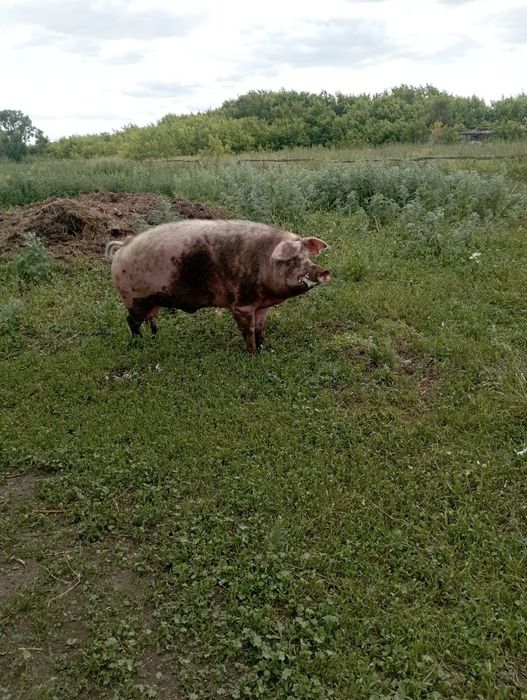 Продам кабана 2 года