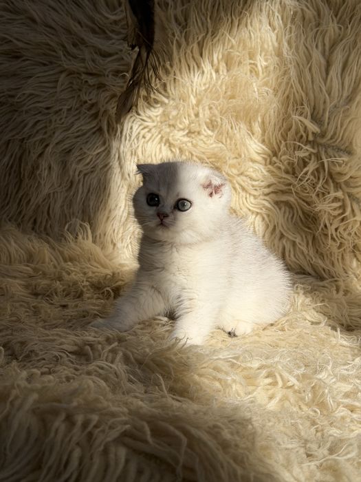 Продается Шотланский скотиш фолд и страйт