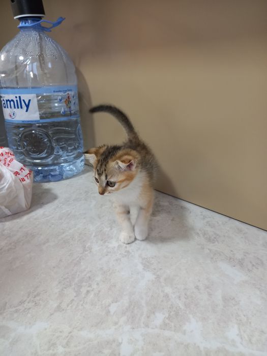 котёнок девочка принцесса  2 месяца