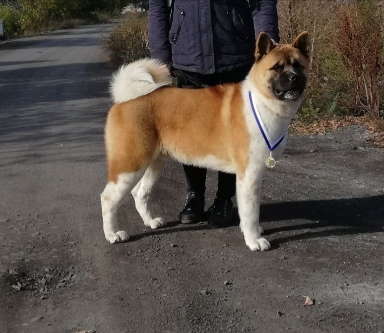 Американская Акита