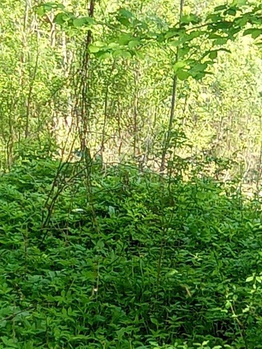 Teren intravilan Breaza