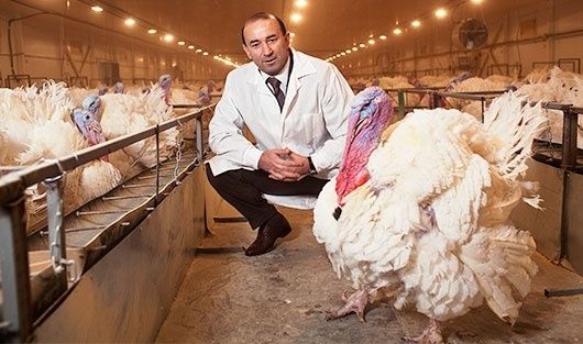 Инкубационное яйцо индейка Биг-6 Испания