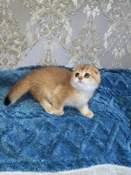 Шотландские котята