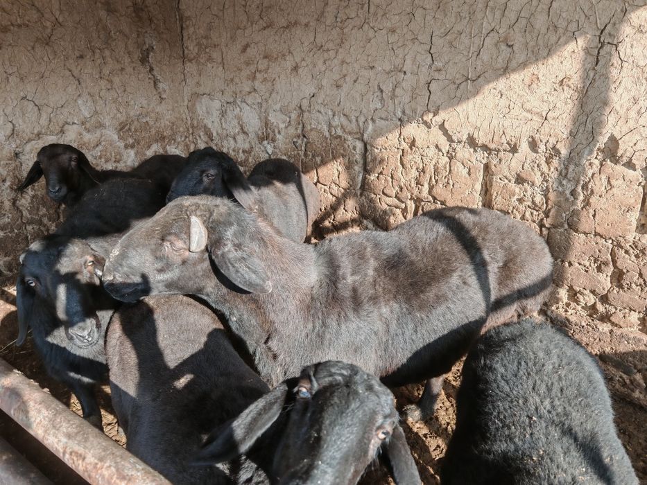 Кучкор сотилади уйда бугдой билан бокилган хусори зотли кучкор