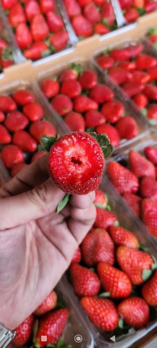 Клубника в шоколаде