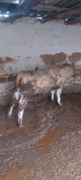 Аулеколь и Ангус