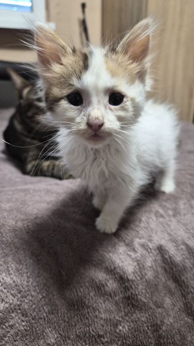 Момиче на 1 месец търси дом