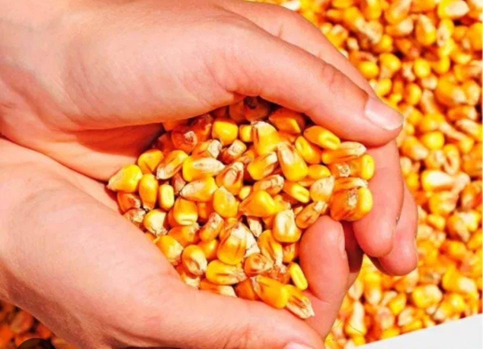 schimb Porumb boabe Romania