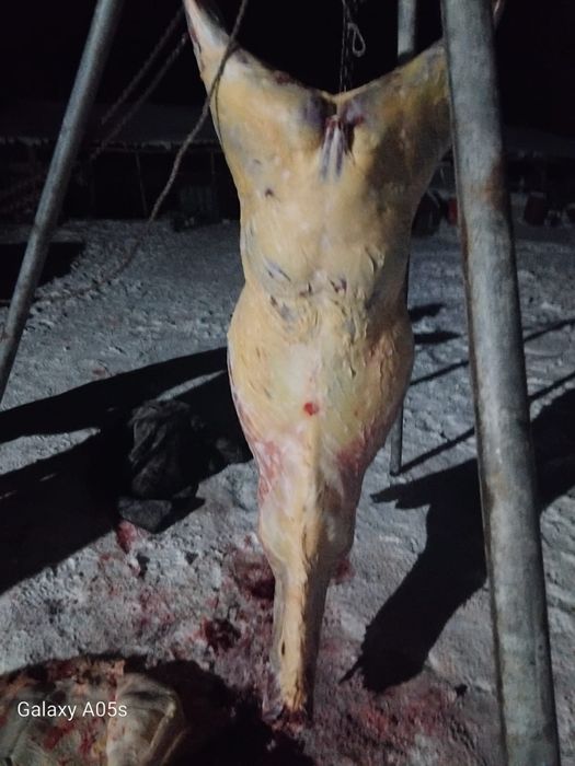 Жабағы еті сатылады