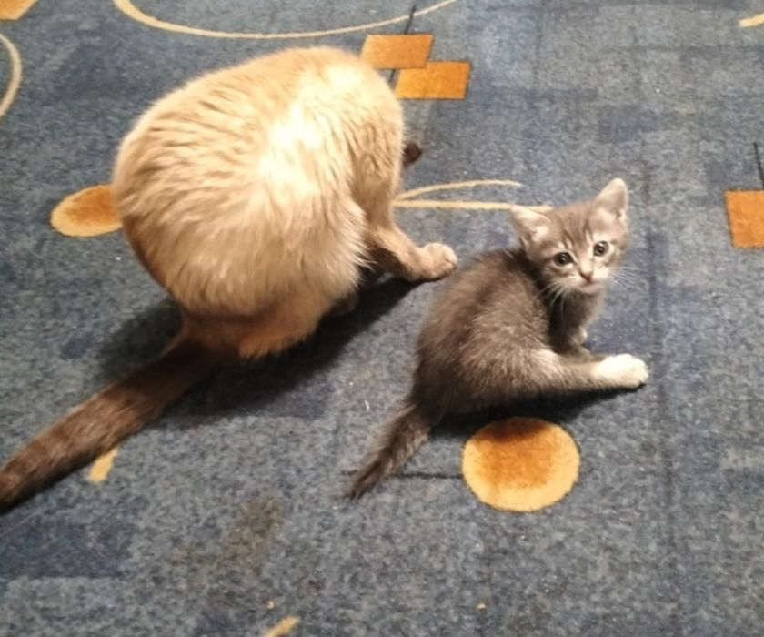 Котята шотландцы. Звонить по номеру на фото.