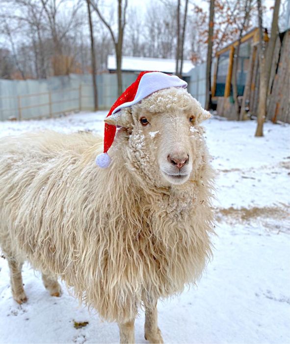 Қасапшы , Мясник