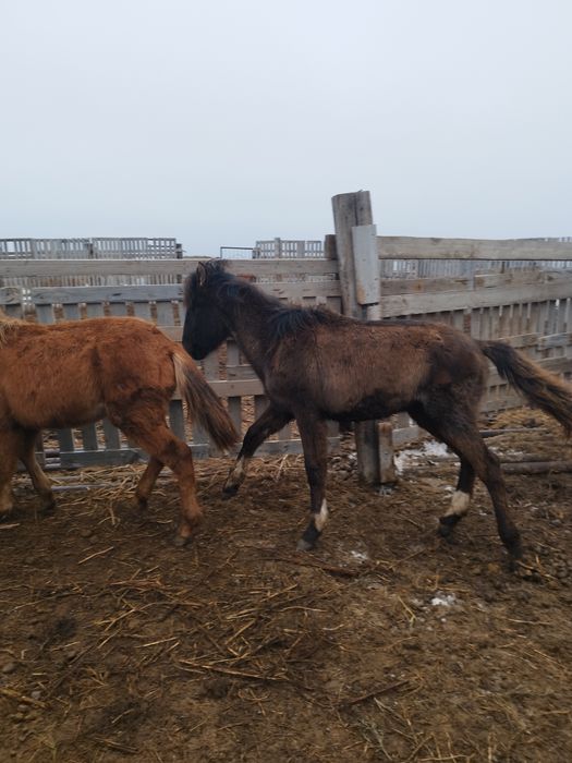 тай  сатылады еркек