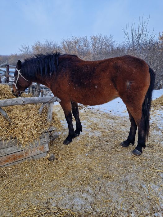 Кобылы 2 штуки 5,6лет
