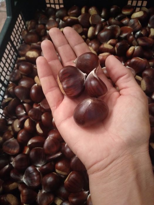 Castane comestibile