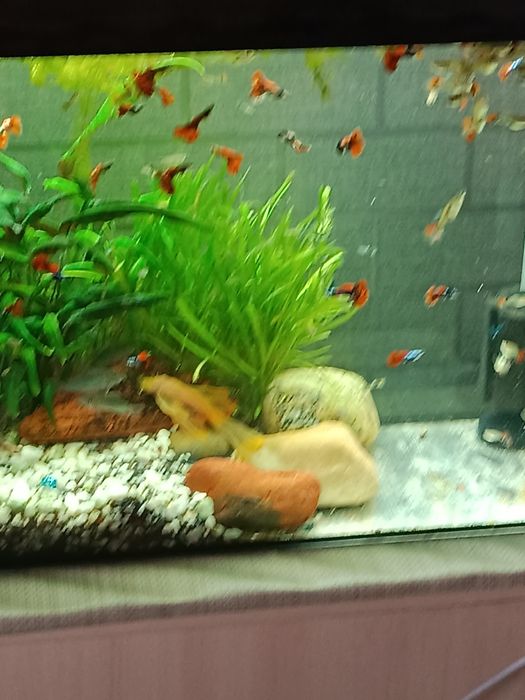 Аквариумы заводские