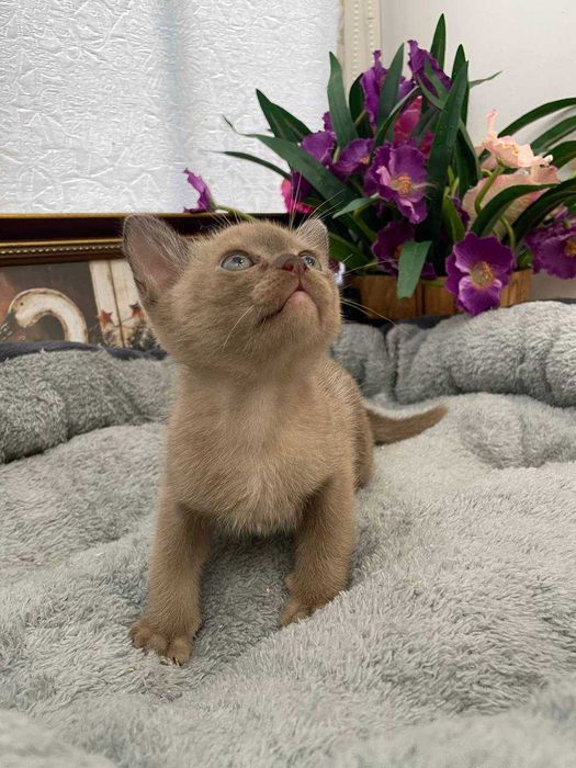 Шикарный котенок европейской бурмы