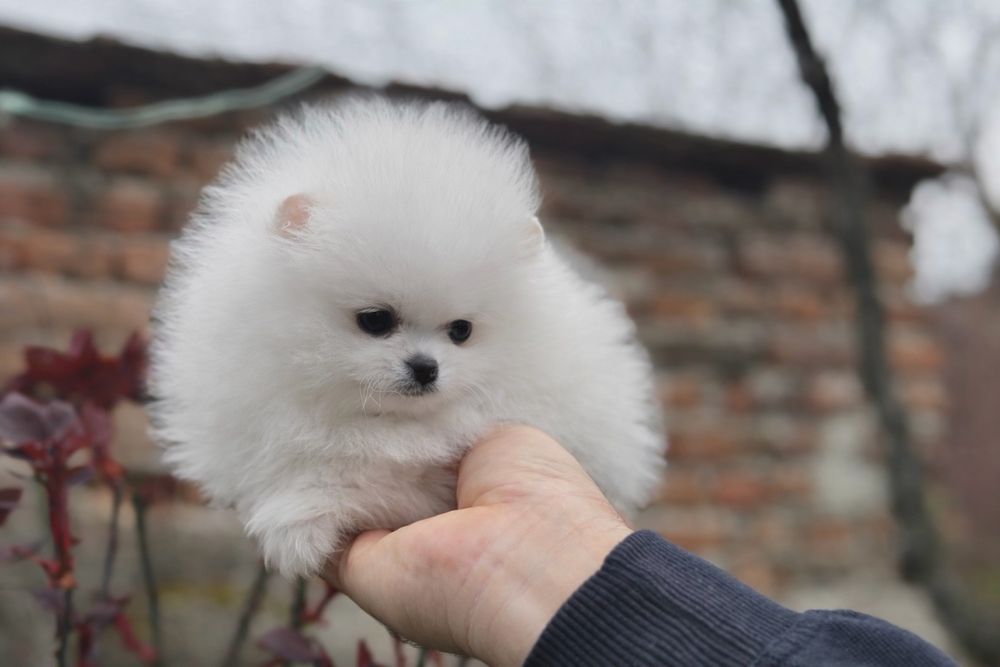 Померан померани мини