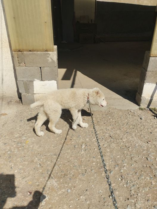 СРОЧНО продам алабая девочка 4месица