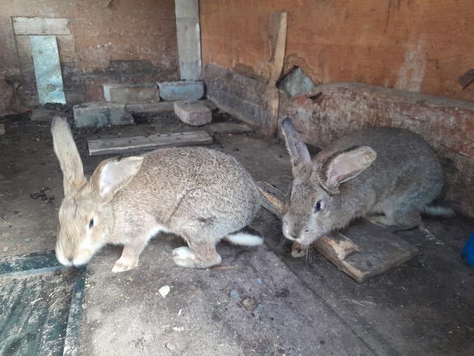 Кроллики фландер