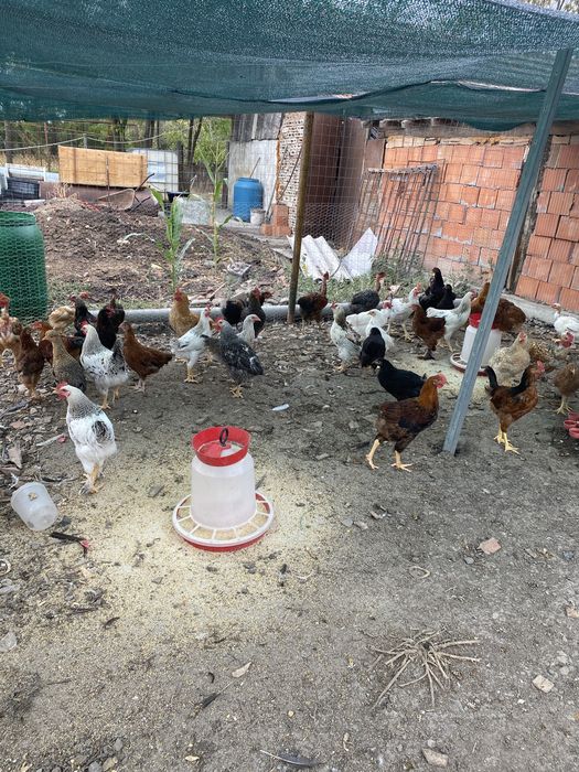 Vand cocosi 2,5-3 kg/bucata