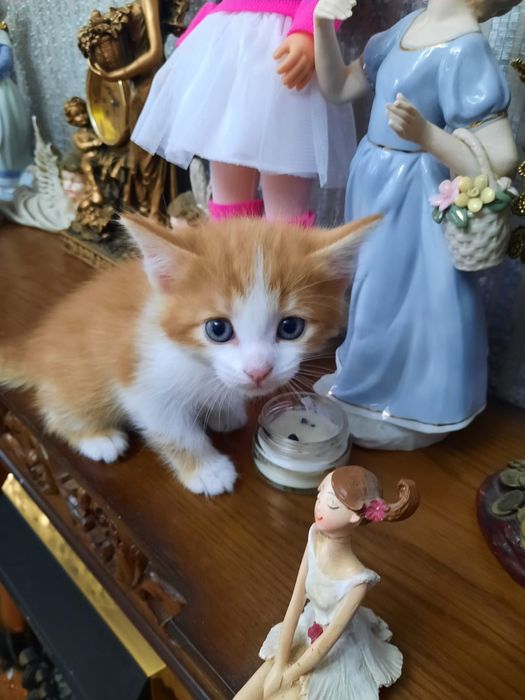 Милый котик ищет семью