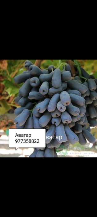 Виноград аватар,ламборжини  и другие