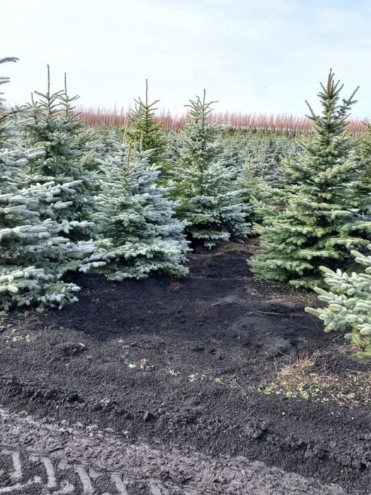 Озелинение, сад облагораживание