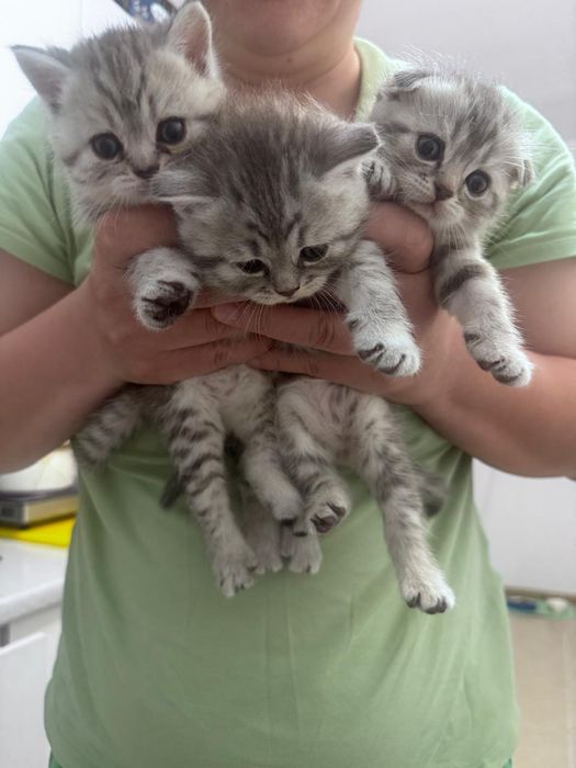 Продам  породистых котят