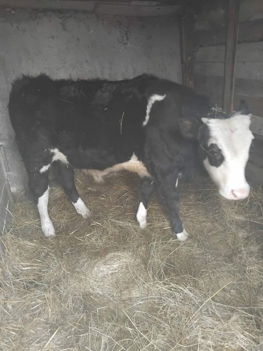 Tăuraș de vânzare