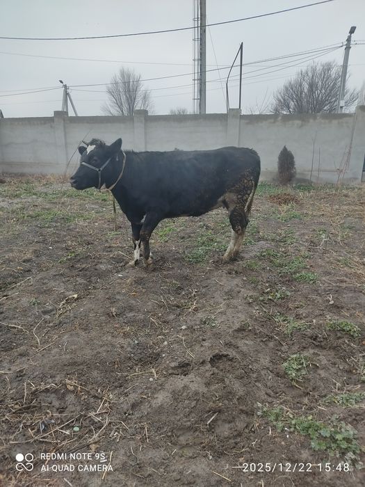 Сүті сиырдың бызауы сатылады